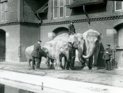 Éléphants asiatiques, deux adultes et deux jeunes, avec leurs gardiens au Zoo de Londres, avant 1930 - Frederick William Bond